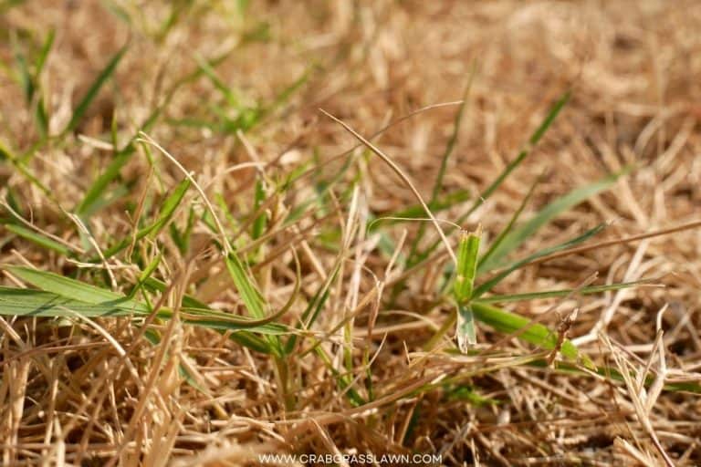 Lime for Lawns Why, When, and How to Apply it (FAST RESULTS) CrabgrassLawn