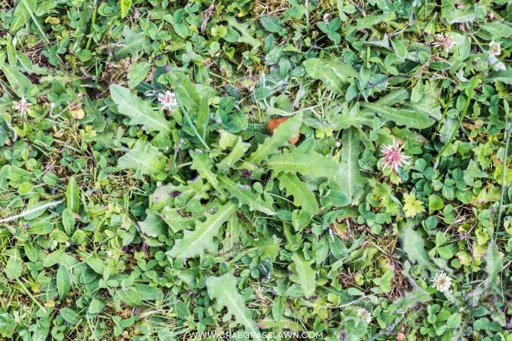 lawn plagued with weeds