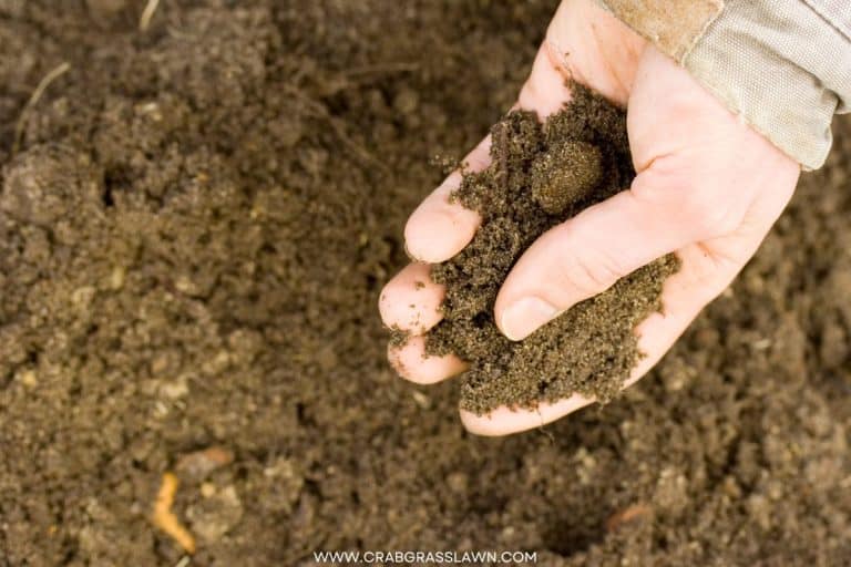 How To Plant Zoysia Grass Seed Ultimate Guide CrabgrassLawn