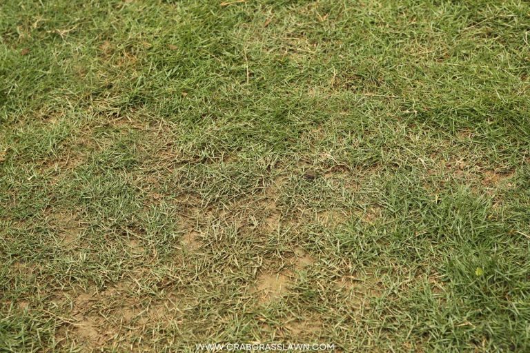 How To Plant Zoysia Grass Seed Ultimate Guide CrabgrassLawn