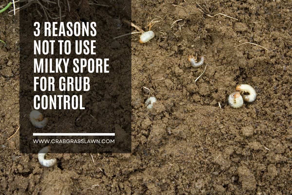 3 Reasons Not to Use Milky Spore for Grub Control