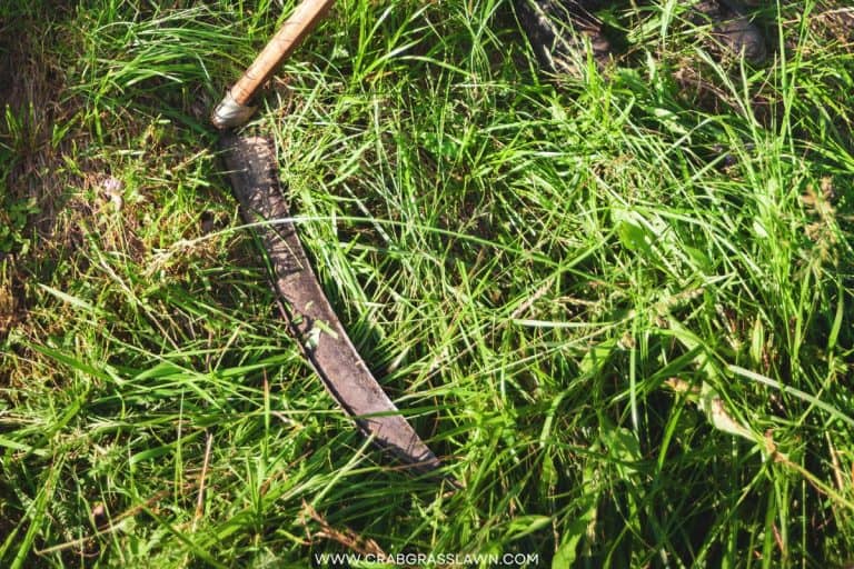 How to Cut Tall Grass in 5 Easy Steps? CrabgrassLawn