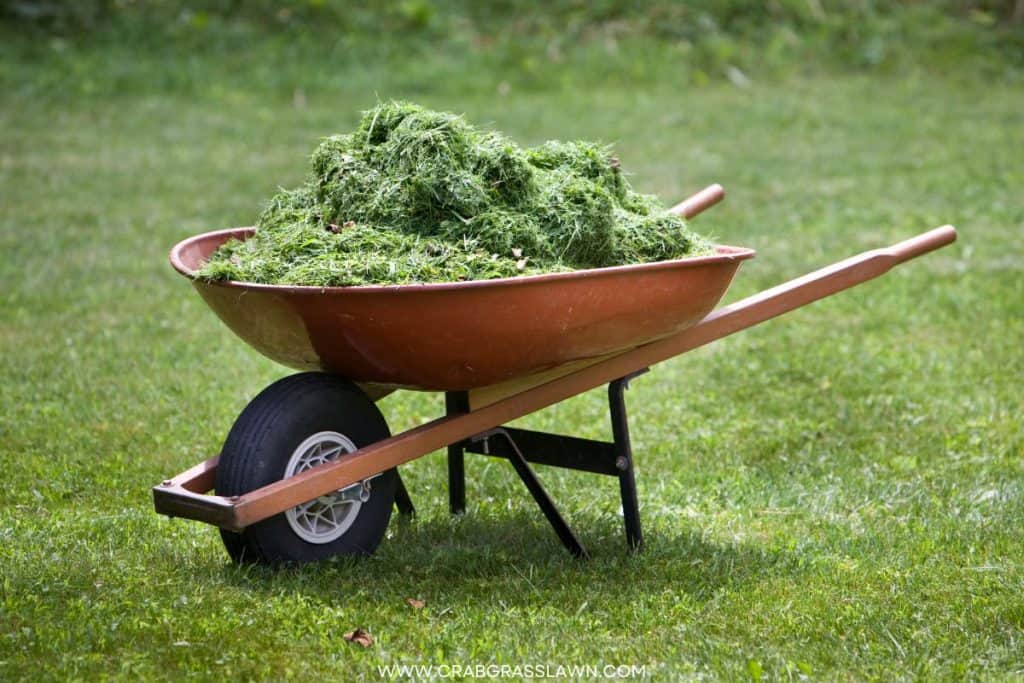 Grass Clippings 