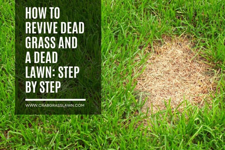 How To Revive Dead Grass and a Dead Lawn