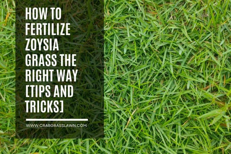 How To Fertilize Zoysia Grass The Right Way - best fertilizer for zoysia grass