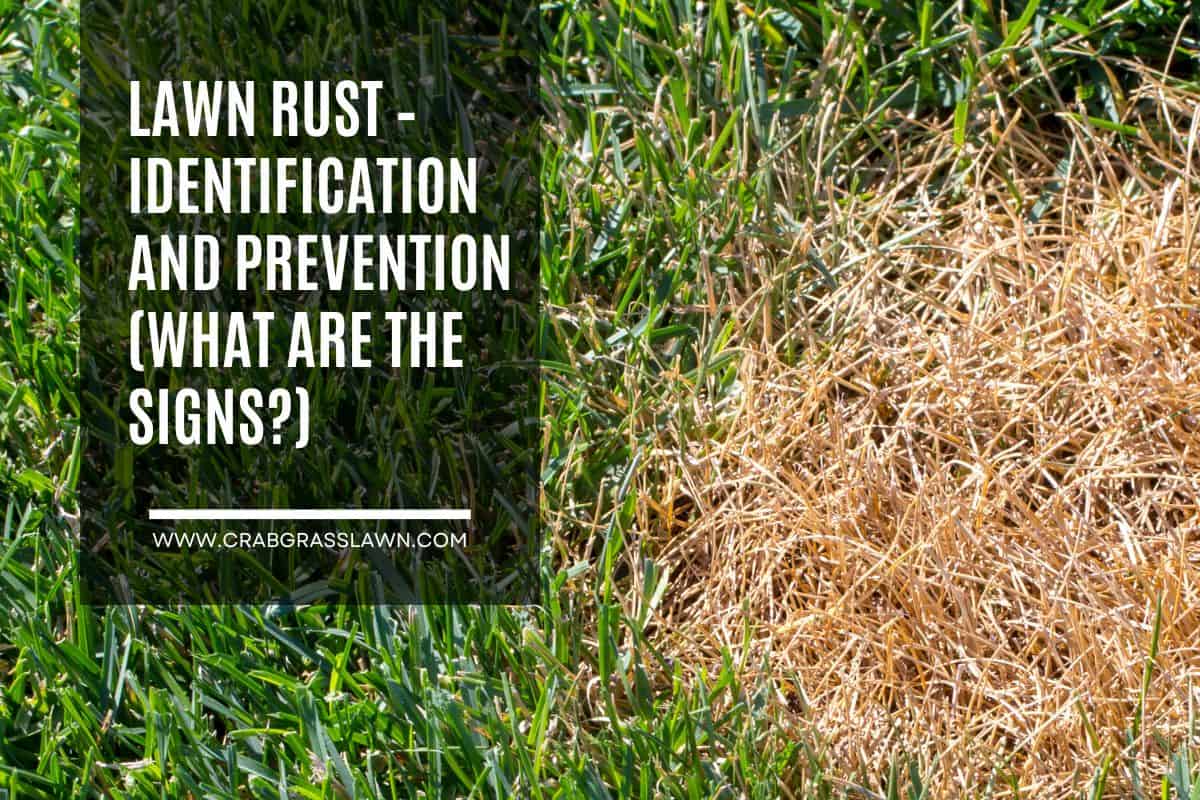 lawn rust