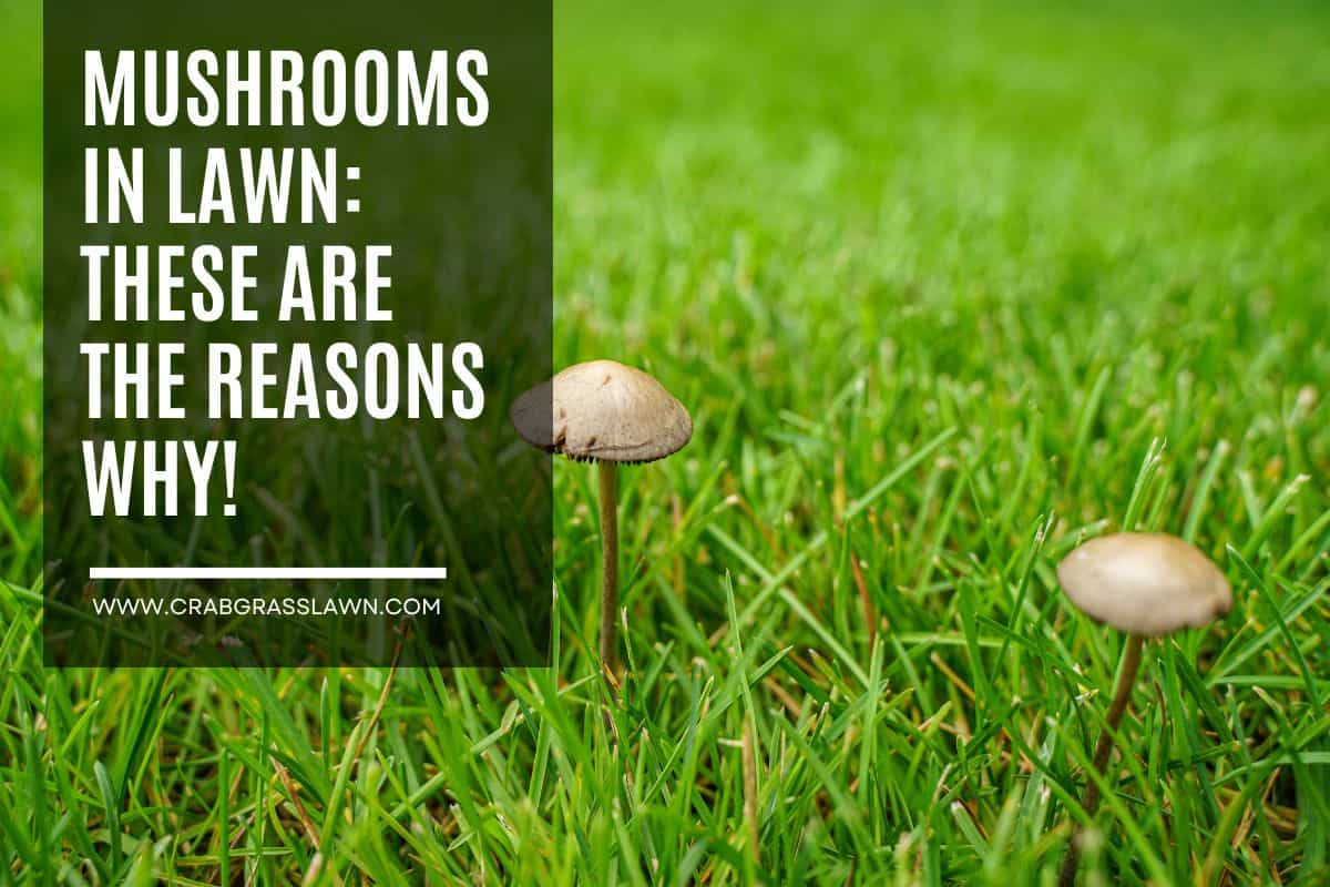 mushrooms in lawn