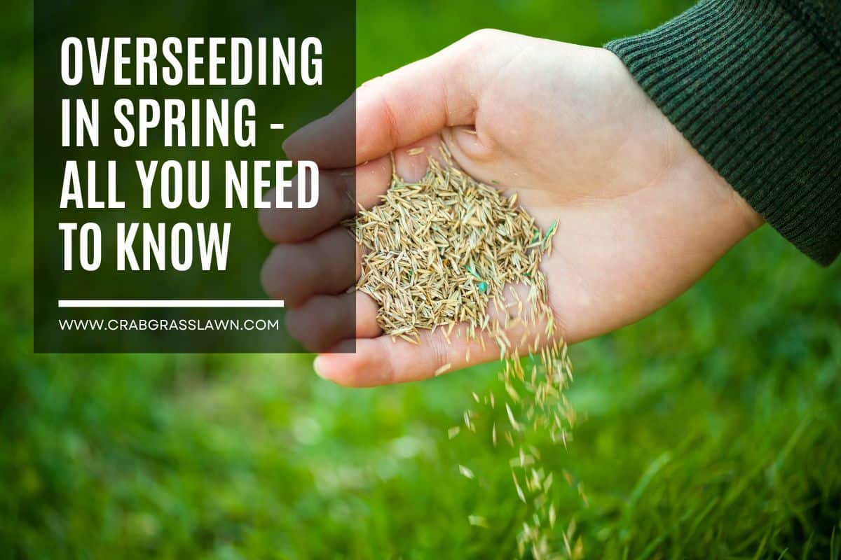 overseeding in spring