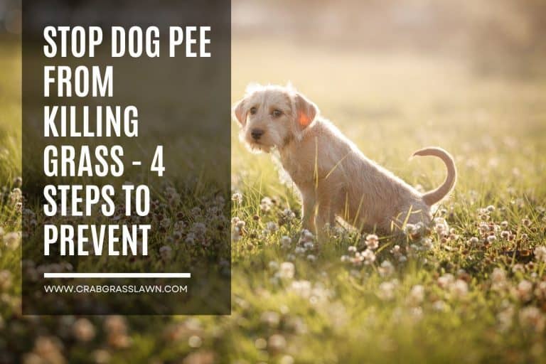 STOP Dog Pee From Killing Grass - 4 Steps To Prevent