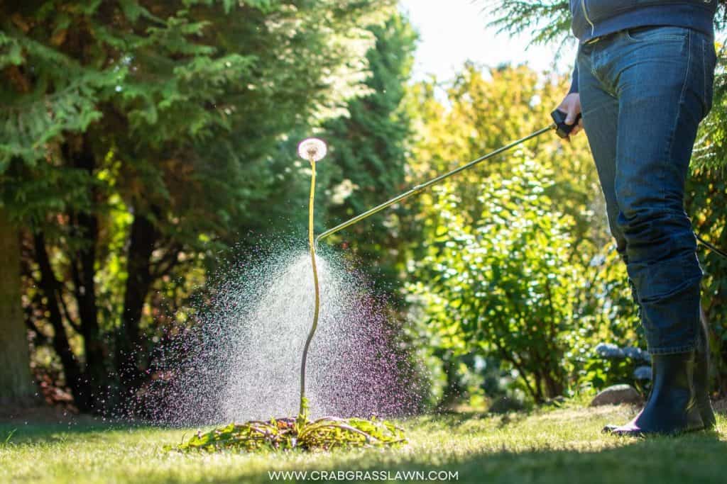 spraying RoundUp on weeds