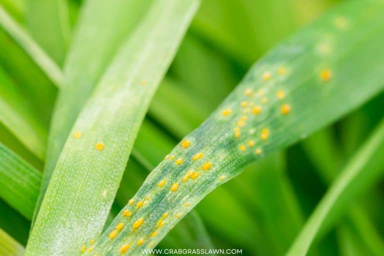 Lawn Rust Identification and Prevention (What Are the Signs