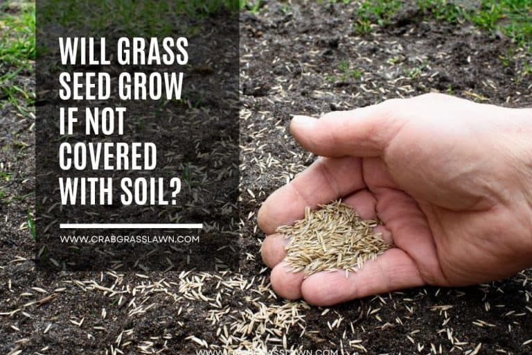 Will Grass Seed Grow If Not Covered with Soil