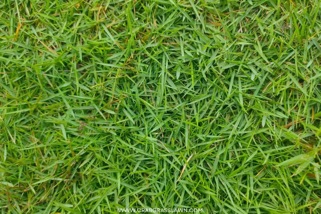 zoysia grass