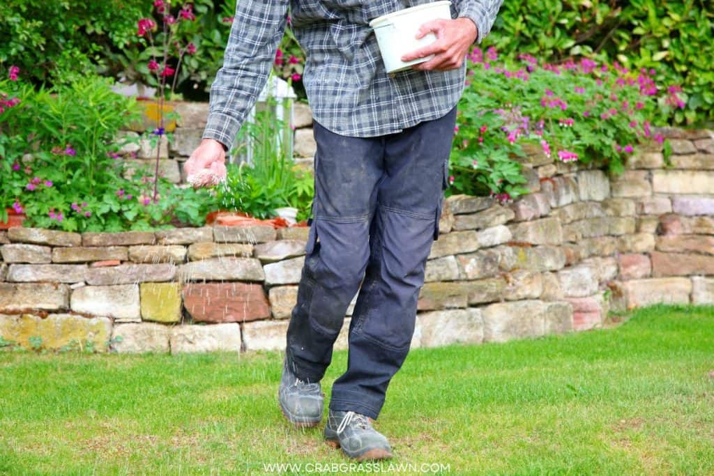 man applying fertilizer on lawn rust