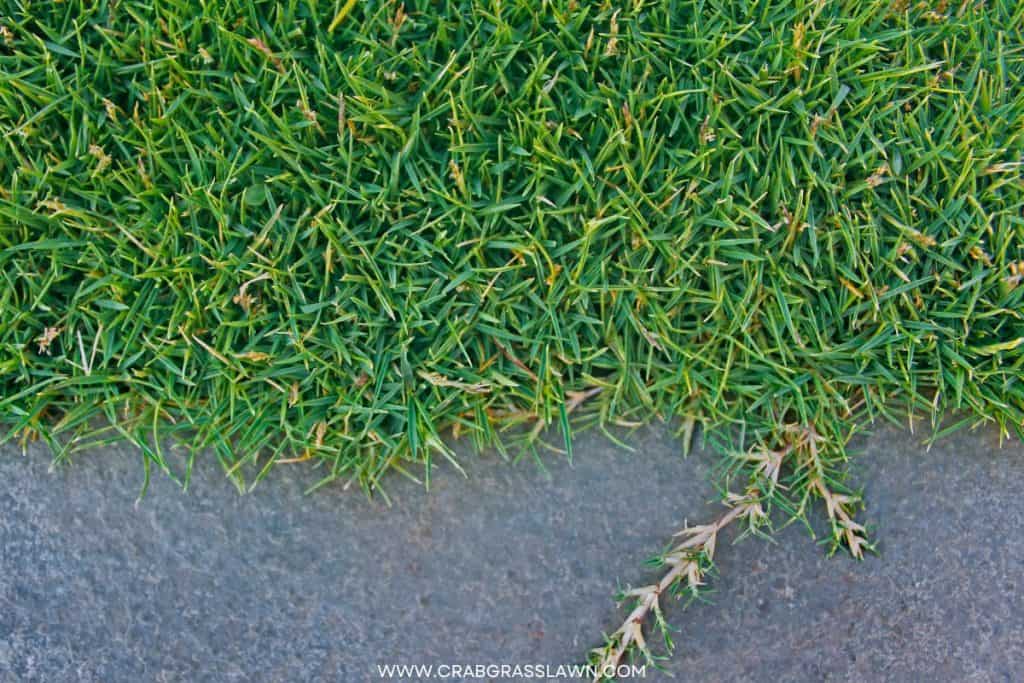 Bermuda Grass