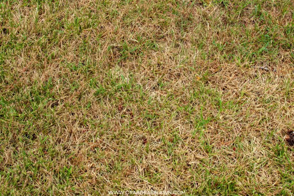 brown patch on lawn due to white grubs infestation