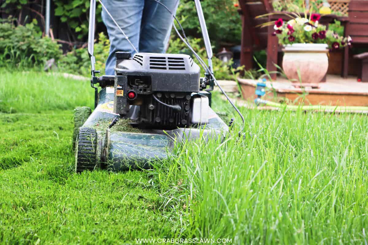 How to Cut Tall Grass in 5 Easy Steps? CrabgrassLawn