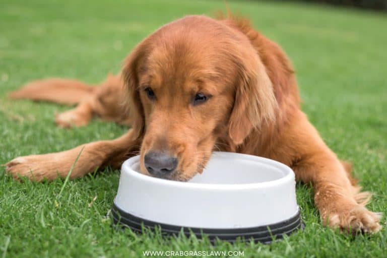 STOP Dog Pee Killing Grass 4 Steps To Prevent CG Lawn