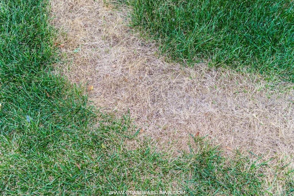 applying lime to areas prone to acidic soil