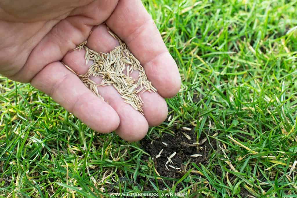 planting grass seed