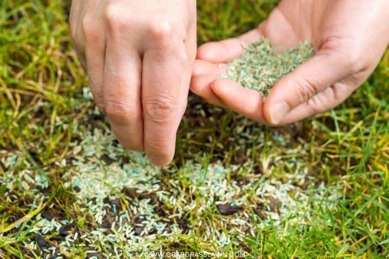Overseeding in Spring All You Need to Know CG Lawn