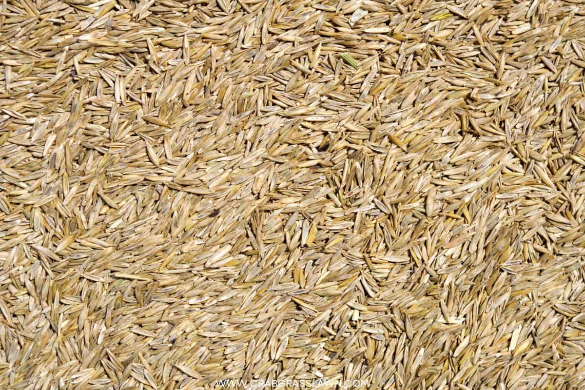 Will Grass Seed Grow If Not Covered with Soil? CrabgrassLawn