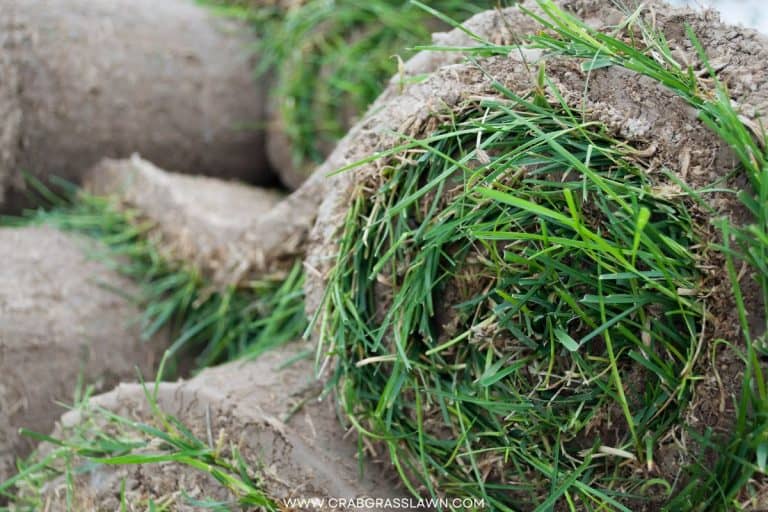 How Many Square Feet Are On a Pallet of Sod CrabgrassLawn