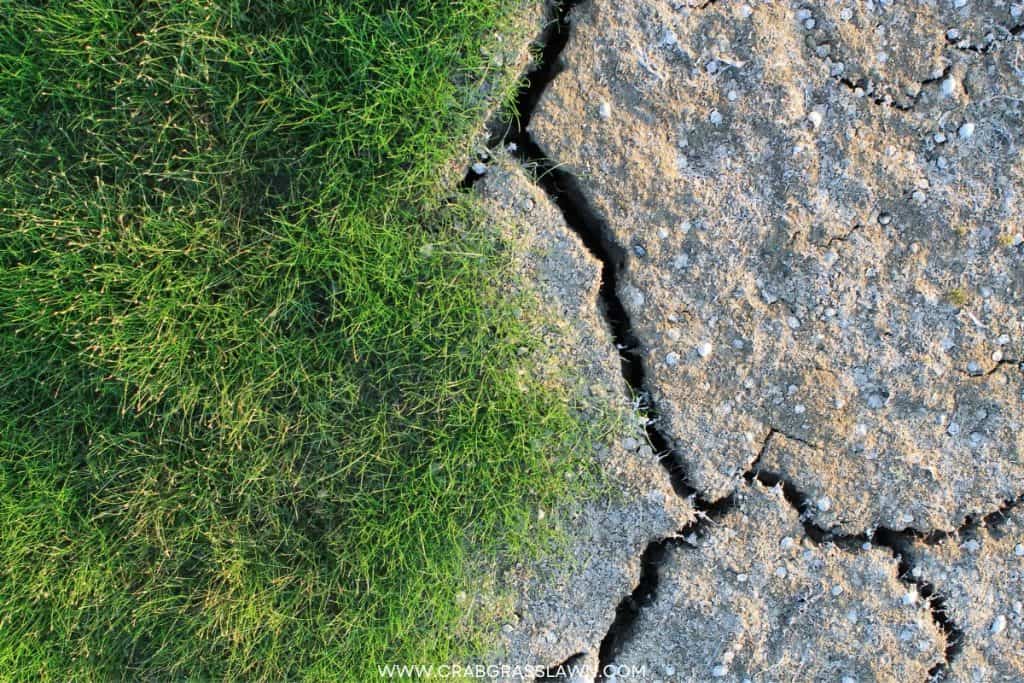 applying lime to lawn that is extra sensitive to drought conditions 