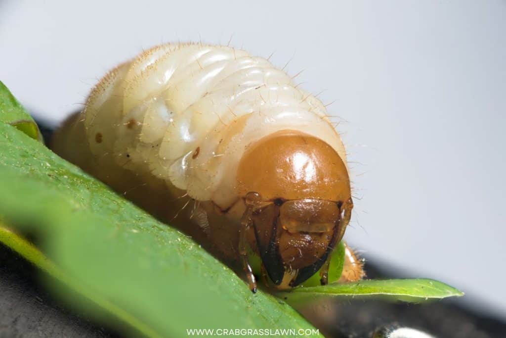 life cycle of white grub