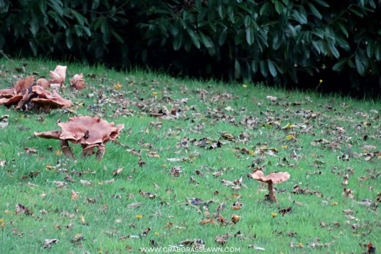 Mushrooms in Lawn These are the Reasons Why! CrabgrassLawn