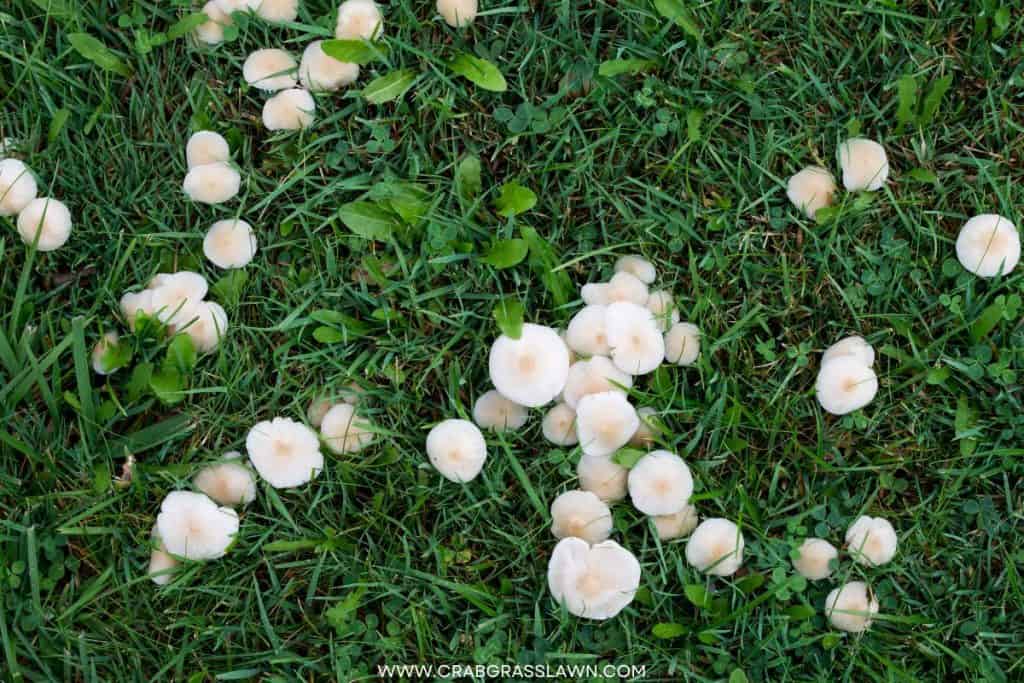 mushrooms in lawn