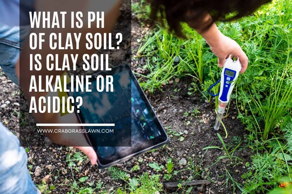 ph of clay soil
