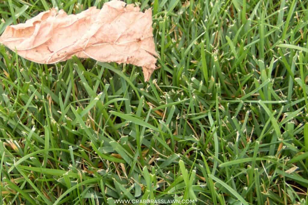 Thin or damaged grass blades