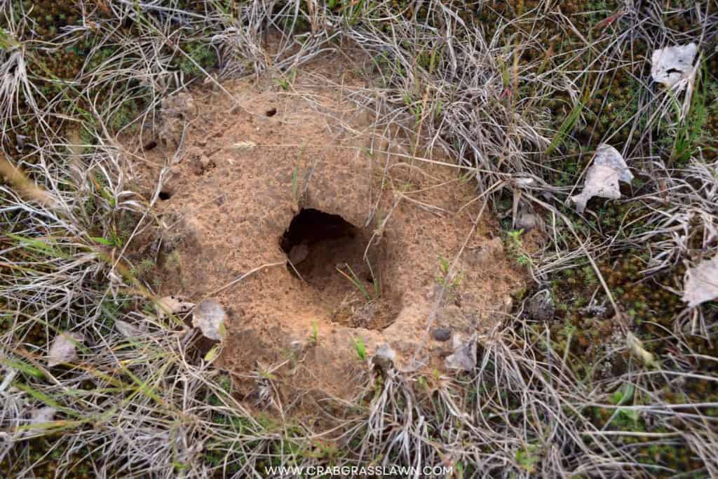 snake hole in yard