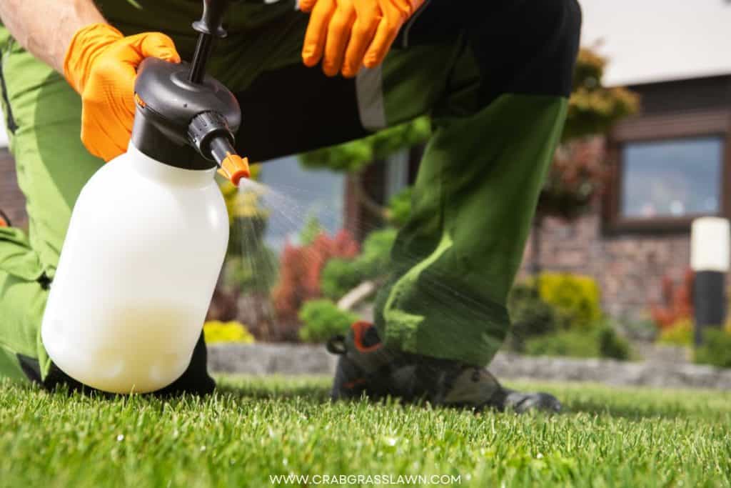 spraying lawn