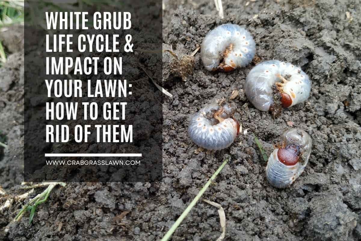 white grubs life cycle
