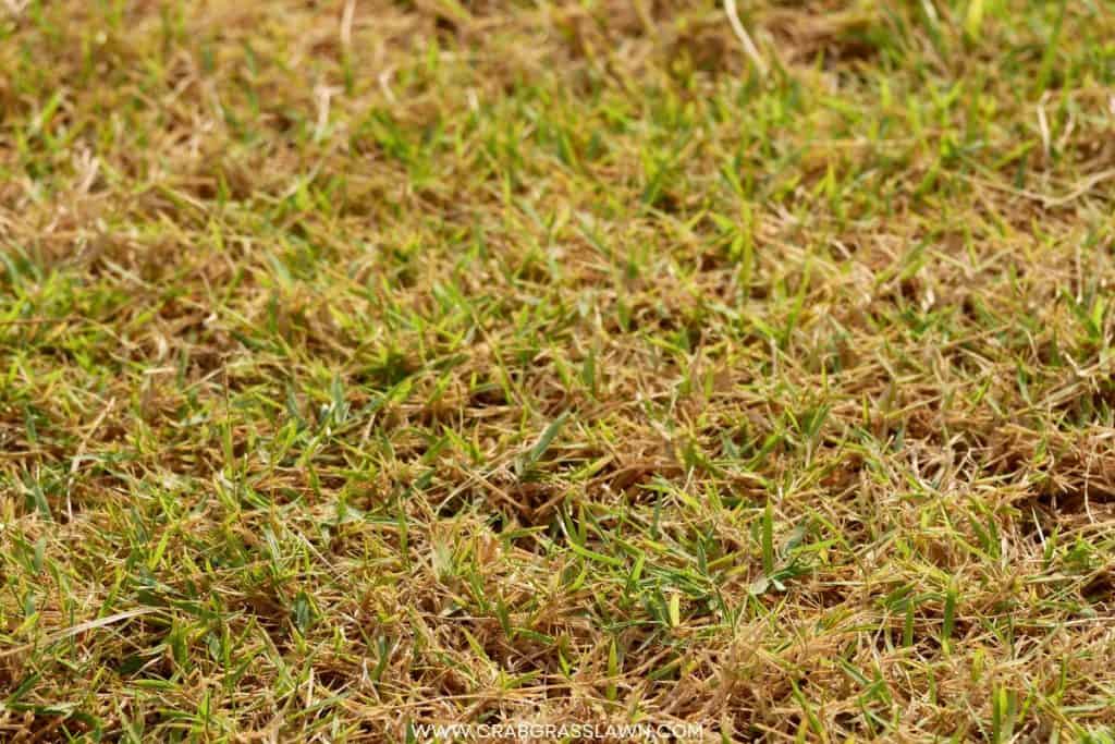 applying lime to fix yellowish grass blades