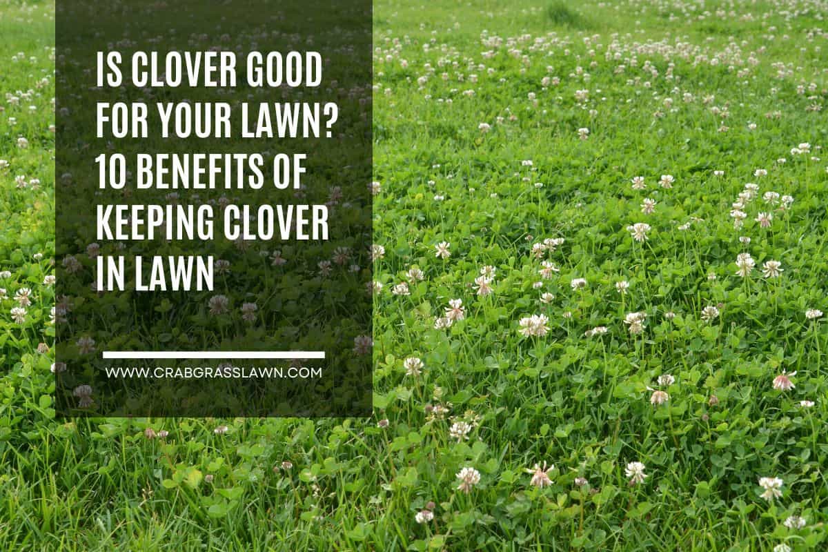 is clover good for your lawn