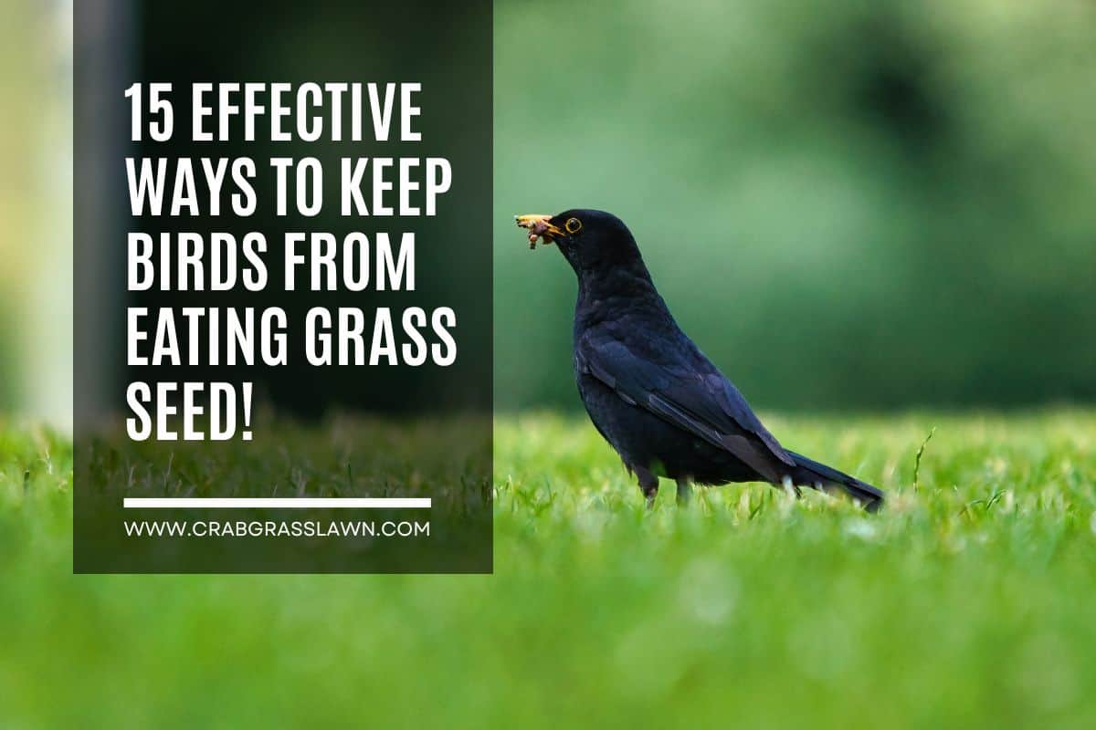 how to keep birds from eating grass seed
