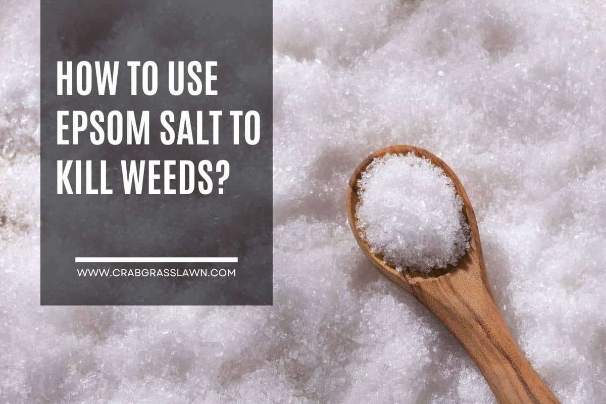 does epsom salt kill weeds