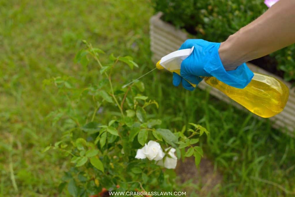 spraying bleach on fleas infected lawn