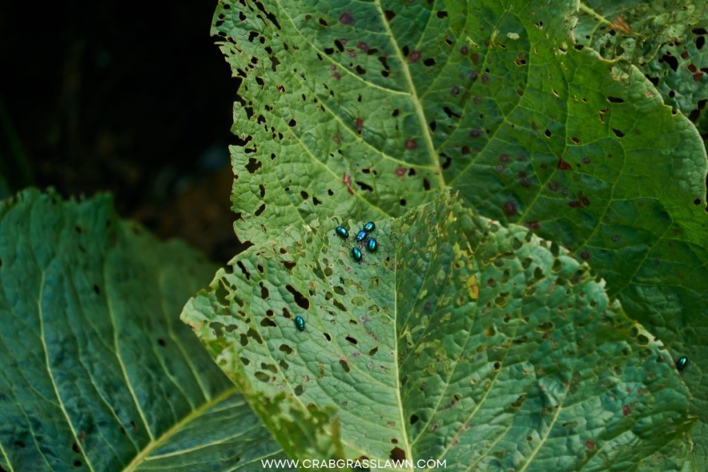 Fleas on leaves in the yard