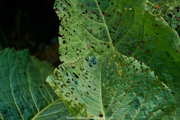 [SOLVED!] Does Bleach Kill Fleas In The Yard? (2024) CrabgrassLawn