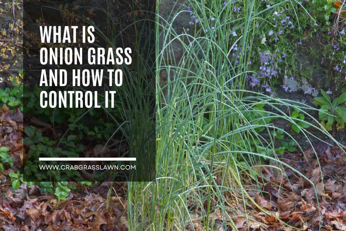 Onion Grass