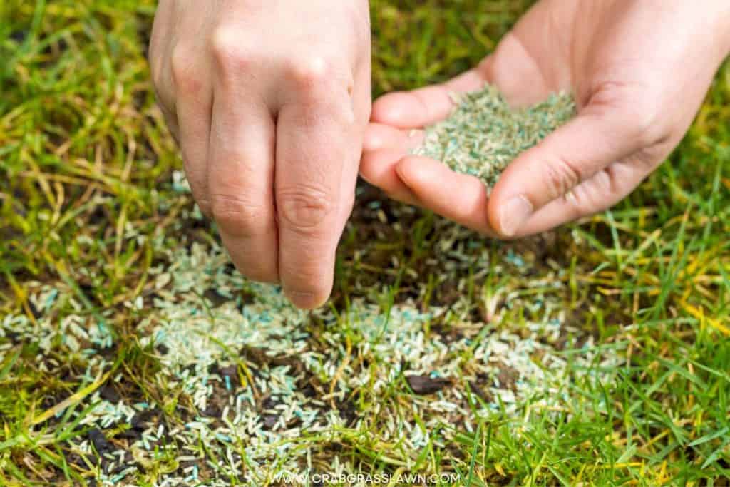 Planting Grass Seed on Existing Lawn