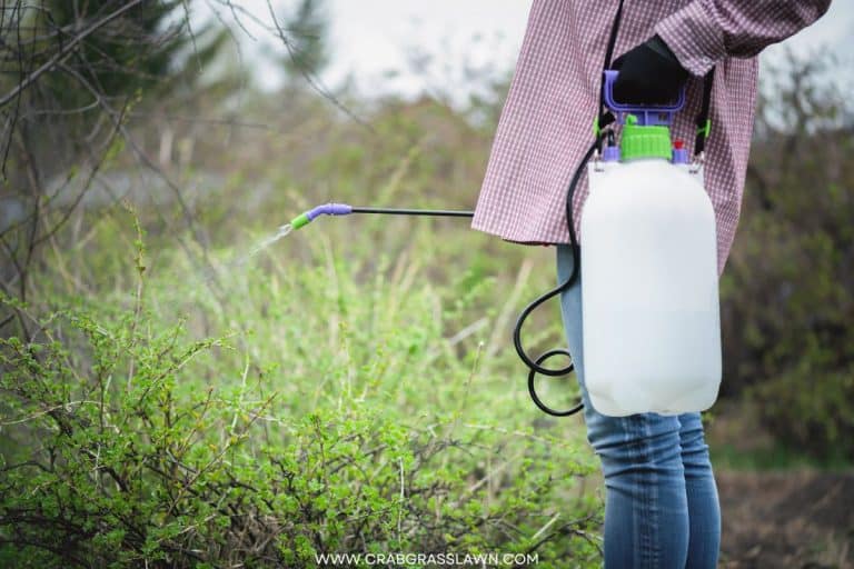 How to Use Epsom Salt to Kill Weeds? (2024) CrabgrassLawn