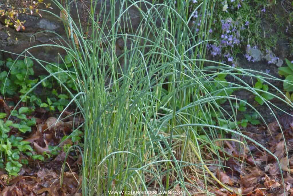 wild onion grass