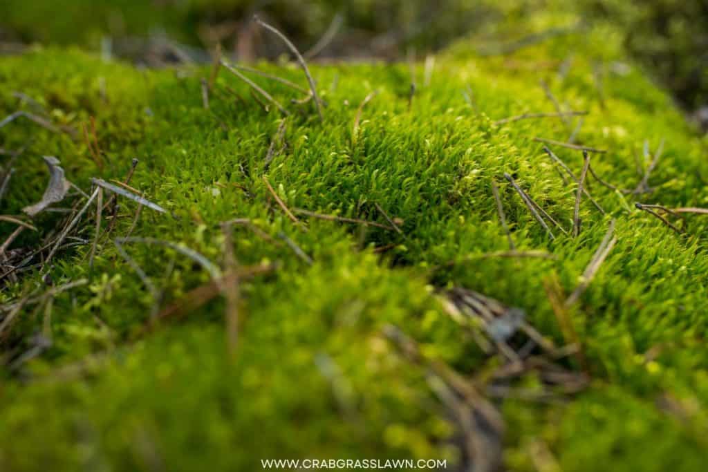 peat moss