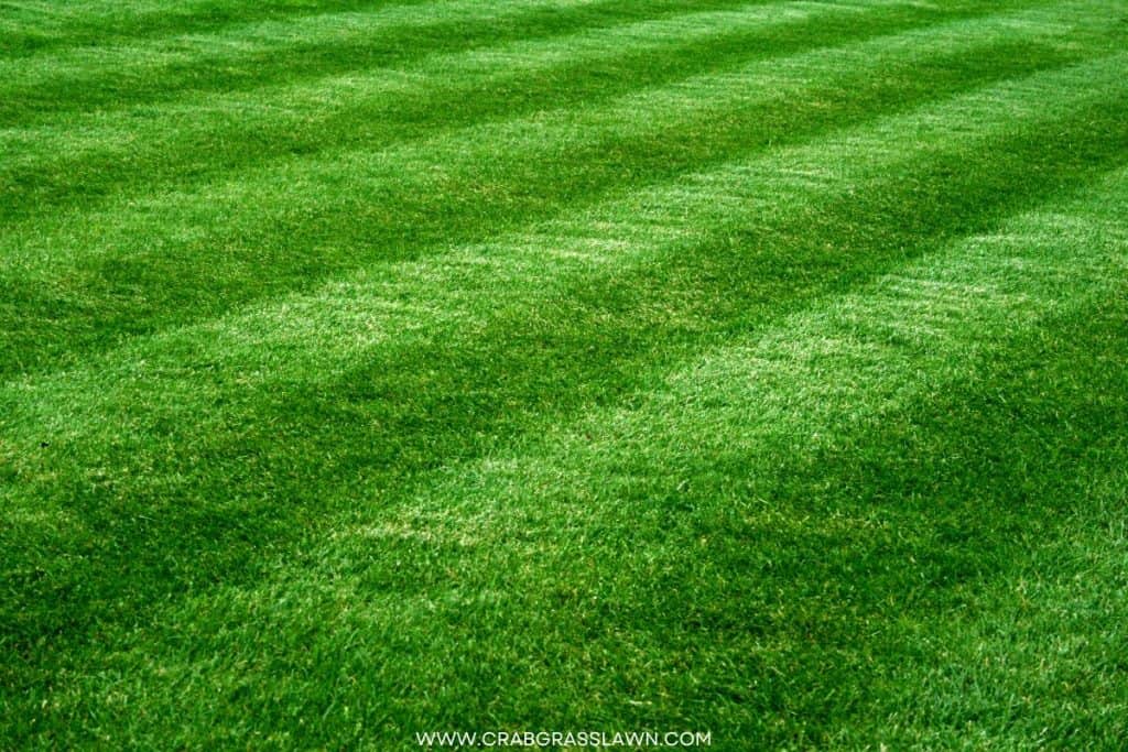 stripe lawn mowing pattern