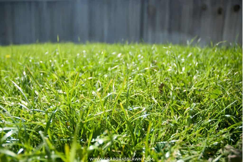 Bermuda Grass Lawn
